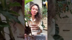 Рецепты грунта для калатеи.