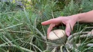 Как правильно формировать сосны: прищипка и обломка.