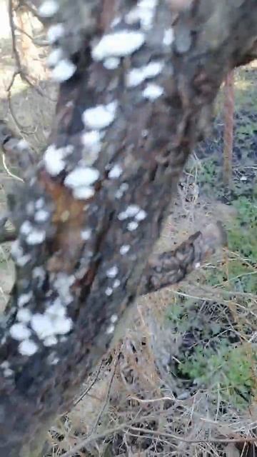 Грибок на фруктовых деревьев 2 смотреть онлайн