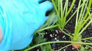 О сроках посадки моркови, как избежать морковную муху.
