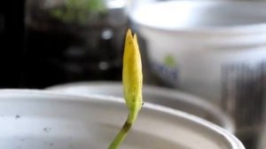 ХУРМА как ОНА ПРОРАСТАЛА ДО ПЕРЕСАДКИ