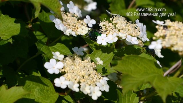 Золотая Бронзовка смотреть онлайн