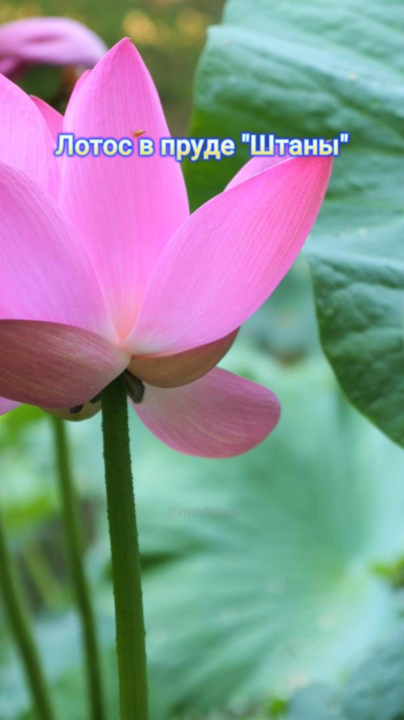 Цветущий лотос в пруду Штаны ( Краснодарский край, возле станицы Северская)