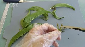 ВОСТОЧНАЯ плодожорка это бич плодовых. Лучшие методы ?