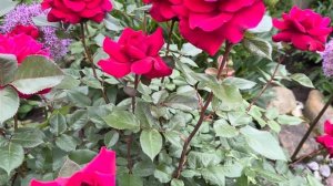 Роза Бельвью(Bellevue) чайно-гибридная.Kordes 2015.