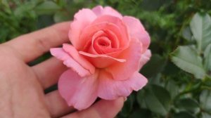 Роза Dr. Jo / Доктор Джо (Fryer, 1999)