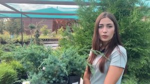 Блю альпс можжевельник