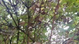 Летняя омалаживающая обрезка жимолости