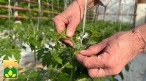 Самый вкусный томат - сорт Розовые щечки селекции Агро