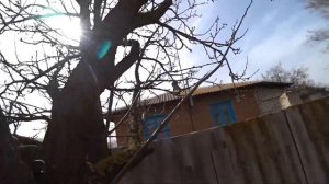 Как обрезать взрослый чернослив в 2022 || Стараемся сох?