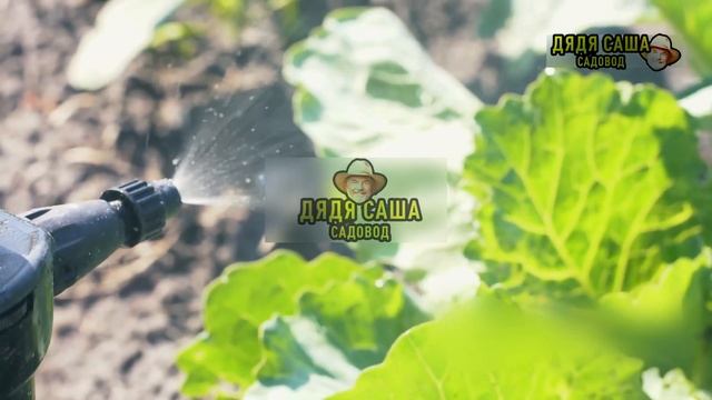 Как вырастить брюссельскую капусту: советы и хитрости смотреть онлайн