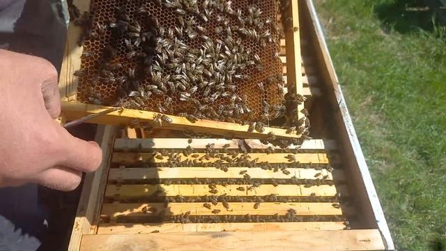 Готовим семью для вывода маток 04.05.2025 смотреть онлайн