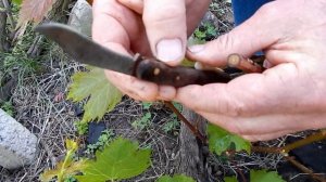 Самая простая и надёжная прививка винограда для начин