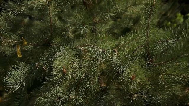 Самый большой питомник растений в Березовском смотреть онлайн