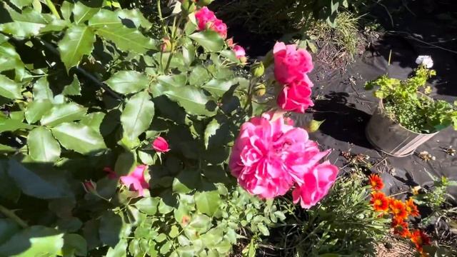 Обзор сада на 26.08.25.Цветение ГОРТЕНЗИЙ,РОЗ и др.цветов? смотреть онлайн
