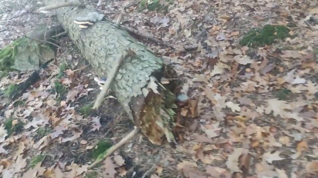 ЭТОТ ГРИБ ПЛАЧЕТ / Трутовик Окаймленный Лечебный Гриб