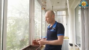 Как посадить петрушку, укроп на балконе