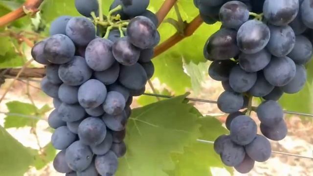 Краснуха винограда: Полное руководство по спасению ур смотреть онлайн