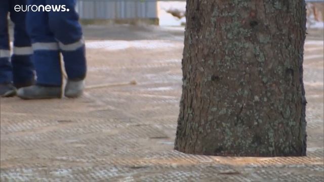 В лесу родилась елочка: хвойная красавица едет в Крем? смотреть онлайн