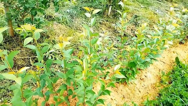 Подвой ВСЛ 2 преимущества и недостатки