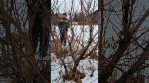 Заготовка черенков абрикоса для прививки