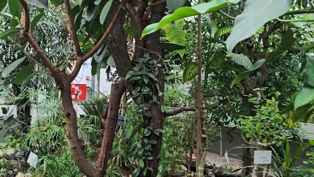 БОТАНИЧЕСКИЙ САД БЕЛГРАДА "ЕВРЕМОВАЦ"🇷🇸/Ботаничка б смотреть онлайн