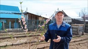 Как вырастить ПЕРСИК из КОСТОЧКИ | 26.04.24