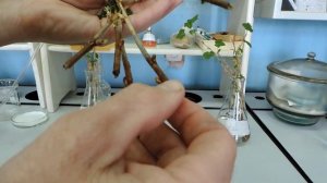 Дрожжи для укоренения черенков