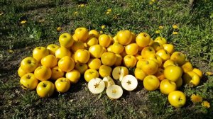 яблоня Голд раш / Apple Gold Rush