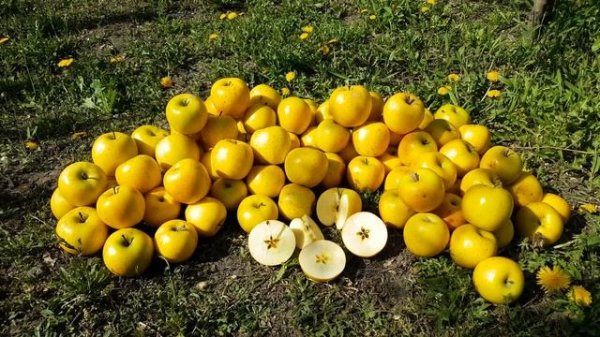 яблоня Голд раш / Apple Gold Rush