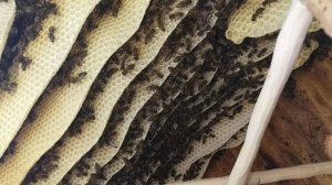 Как сделать колоду для пчел из липы.