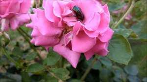 Жук Бронзовка - вред в саду или польза? Бронзовка на ро?