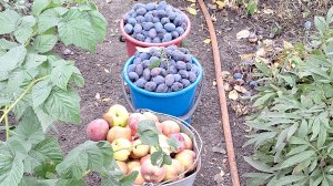 09-09-2025 Её меньше не становится.Жизнь в Деревне.