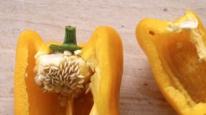 Как правильно собрать семена перца?