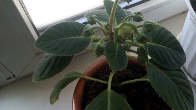 Глоксиния. Обзор. [Надежда и Мир] смотреть онлайн