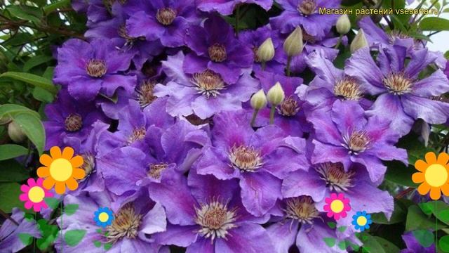 Клематис гибридный Ашва. Краткий обзор, описание хара? смотреть онлайн