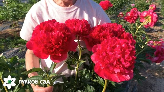 Command performance peony. Команд перфоманс пион. Пулков сад смотреть онлайн