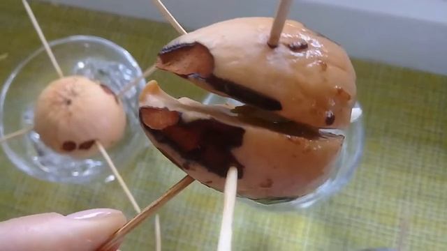 КАК ВЫРАСТИТЬ АВОКАДО ИЗ КОСТОЧКИ. ЭФФЕКТИВНЫЙ МЕТОД / смотреть онлайн