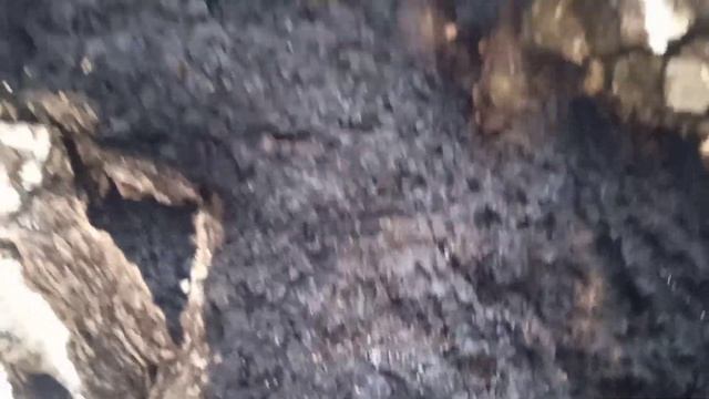 РЕДКАЯ НАХОДКА : березовый гриб чага. смотреть онлайн