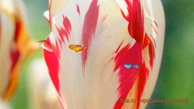 Тюльпан обыкновенный Гранд Перфекшн (tulipa) 🌿 обзор: ка?