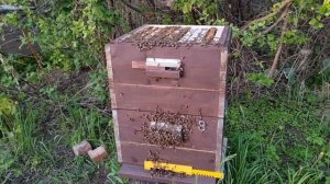 Как предотвратить роение у пчёл 2024г