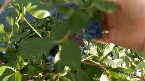 Плохое соседство для голубики