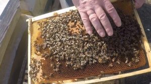 Метод Блинова в пчеловодстве. КАКОЙ Результат метода ?