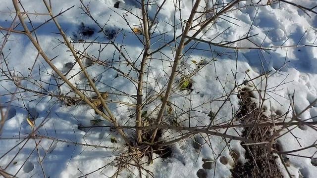 Как обрезать гранат?