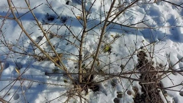 Как обрезать гранат?