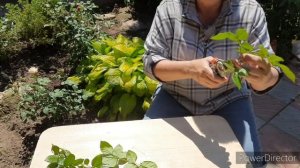 Черенкование роз. Сроки и техника