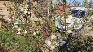 Спасаем цветущие деревья от весенних заморозков 🙏🙏?