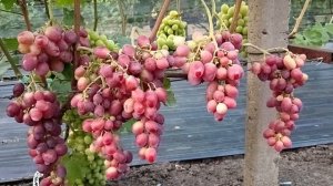 Виноград Кузьмич  и Ароматика(Калугин В. М.)10.08.25г. Вино?