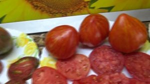 Томатные Гномы ТЯЖЕЛОВЕСЫ. Гном Пурпурный Сердцеед - Ч