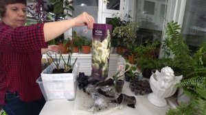 Розы в коробке. Как сохранить Розы до весны?